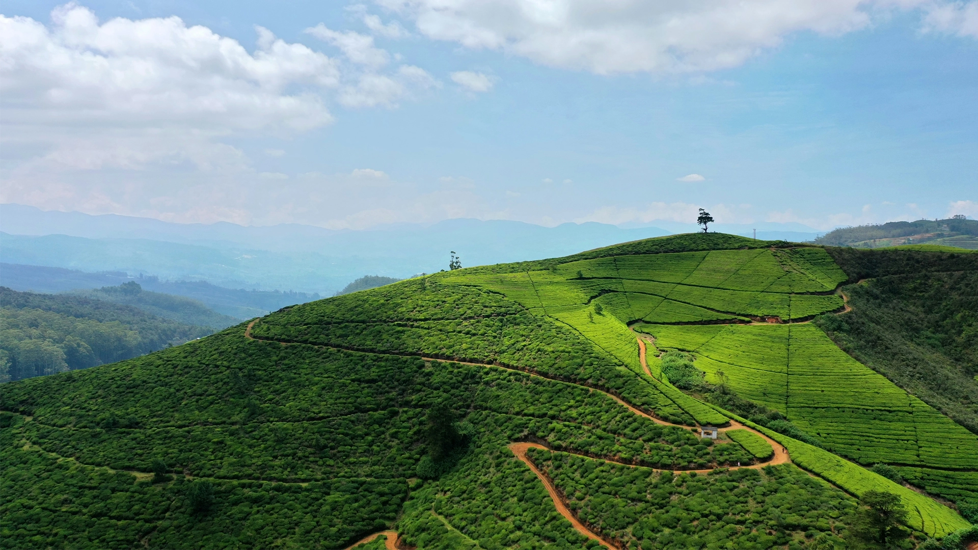 Panoramic view of a lush green tea plantation on rolling hills in the upcountry of Sri Lanka with distant misty mountains.